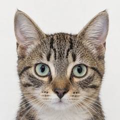 Le chat du studio